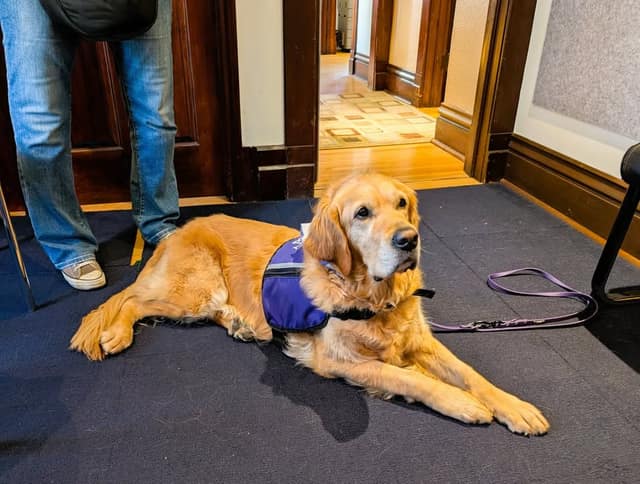 A golden retriever in a purple vest and lavender leash lies on a dark carpet in a doorway, with a person's jeans nearby.