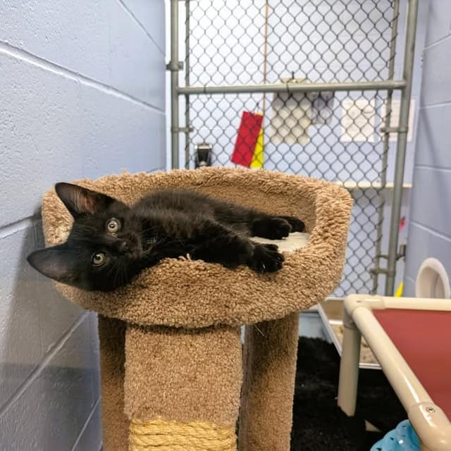 A black kitten lies on its back in the top bed of a carpeted cat tree in a shelter room with chain-link walls.