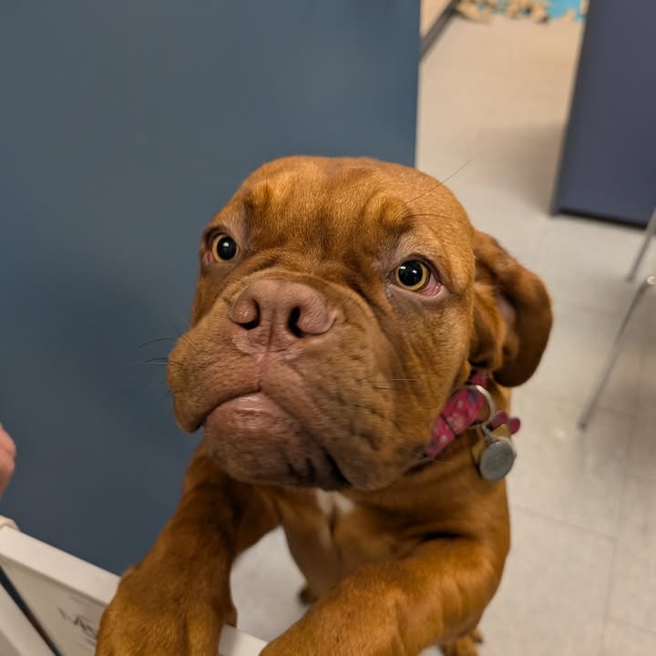 🐾 Better Together for Animals in Need 🐾 On August 14, I had the pleasure of touring the Humane Society of Kitchener Waterloo & Stratford Perth at their…